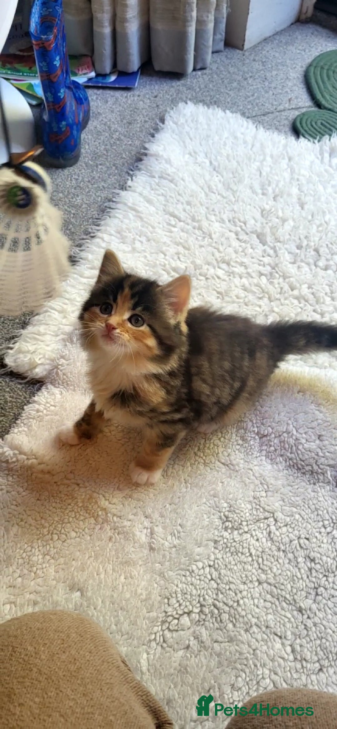 Mixed Breed cats for sale: Lovely kittens Looking for new Homes  - Image 23