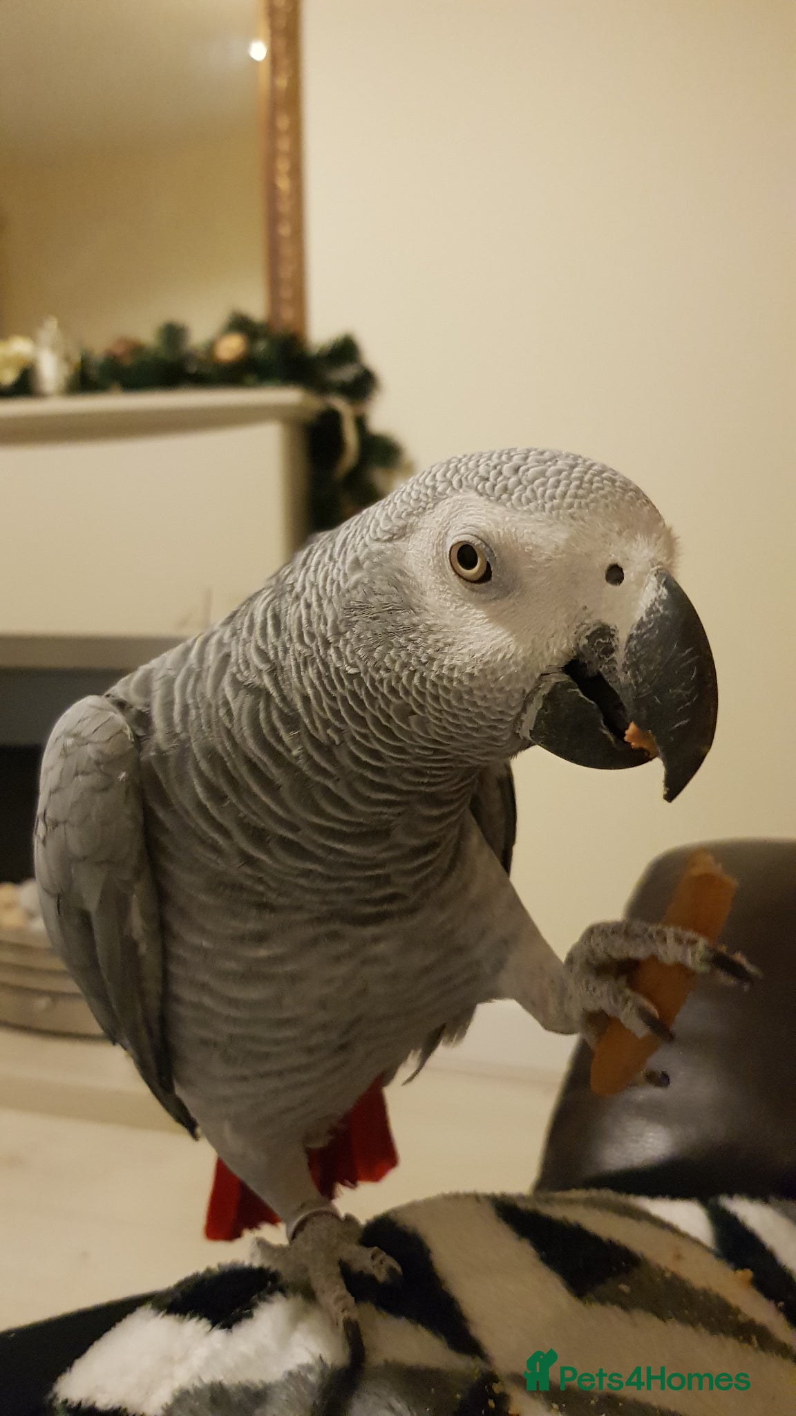 Parrots birds Congo African grey parrot - Advert 3