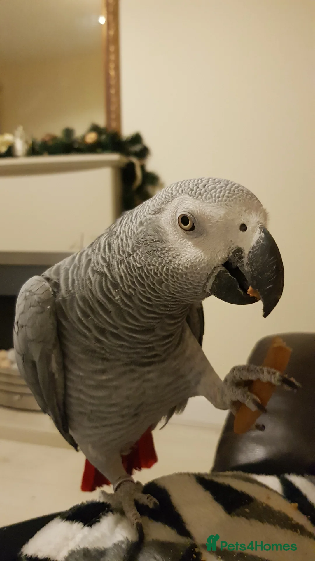 Parrots birds for sale: Congo African grey parrot - Advert 1