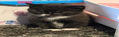 Domestic Shorthair Kitten 3
