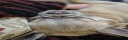 French Bulldog dogs for sale: Fluffy french bulldog - Advert 3