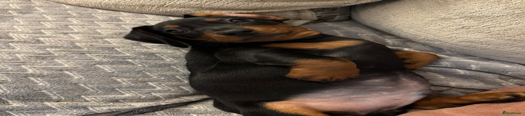 Miniature Dachshund Puppy 1