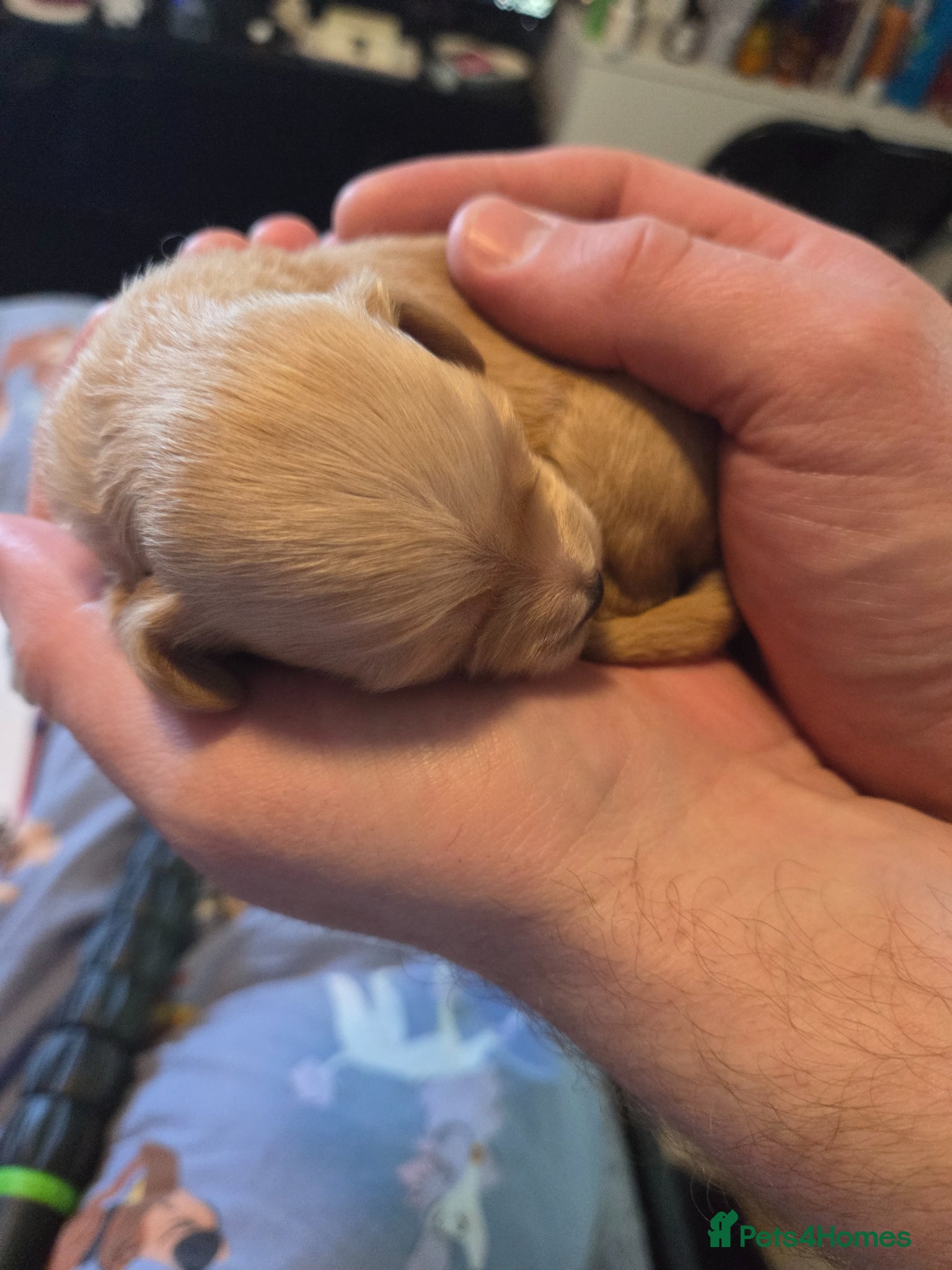 Chipoo dogs for sale:  Chihuahua x miniature poodles  in Leicester - Advert 27