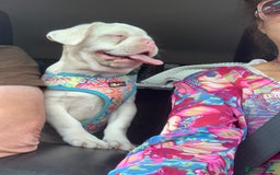 Mixed Breed dogs for sale: Bested boy that ever was Rare Pink Minibull boy  - Image 3