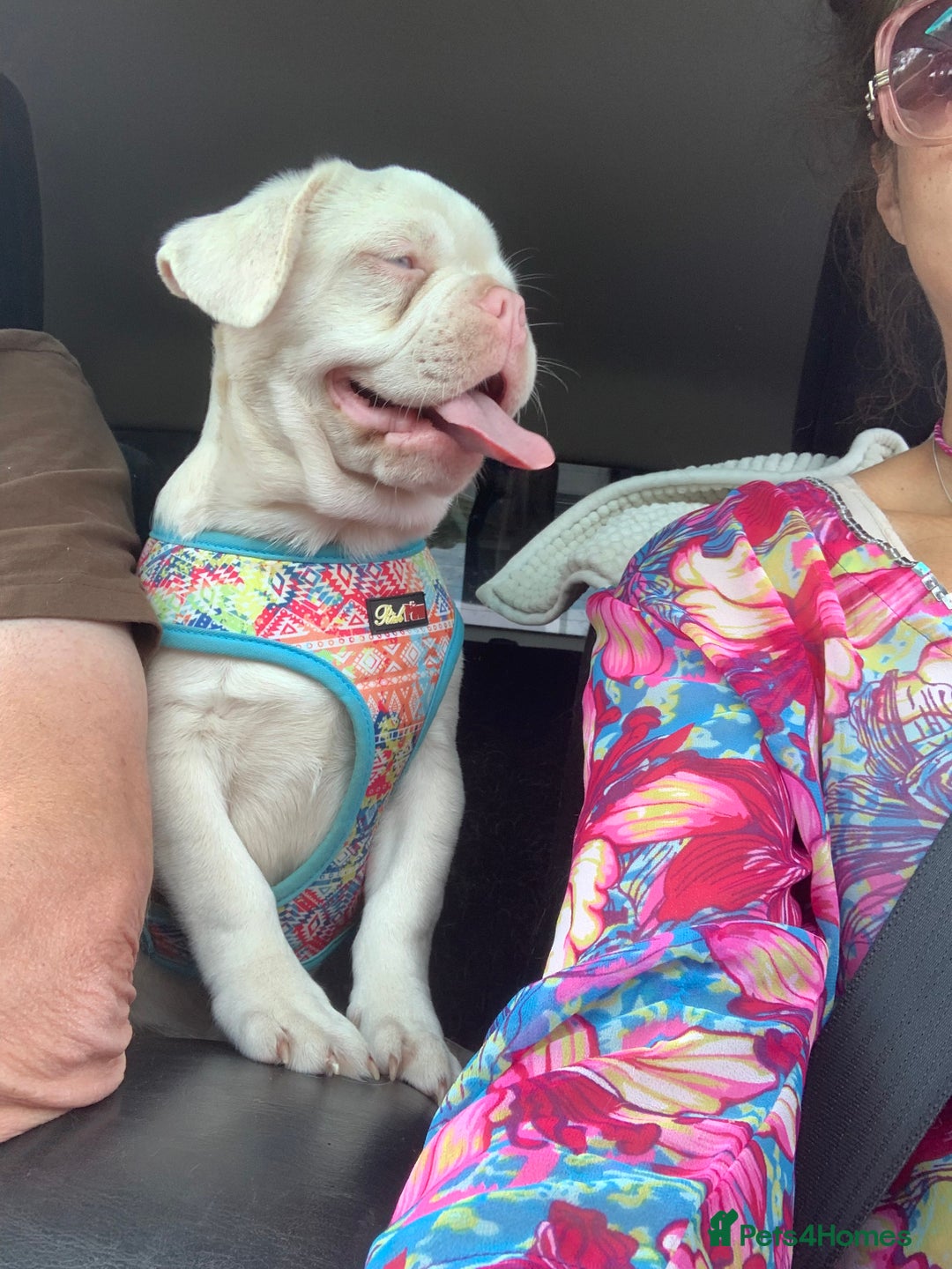 Mixed Breed dogs for sale: Bested boy that ever was Rare Pink Minibull boy  - Image 3