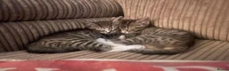 Maine Coon cats for sale: Playful, cuddly kittens  - Advert 8