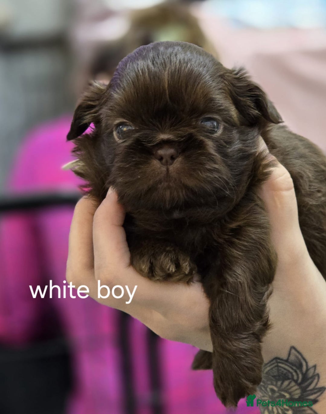 Shih Tzu dogs for sale: 3 chocolate imperial shih tzu pups - Advert 5