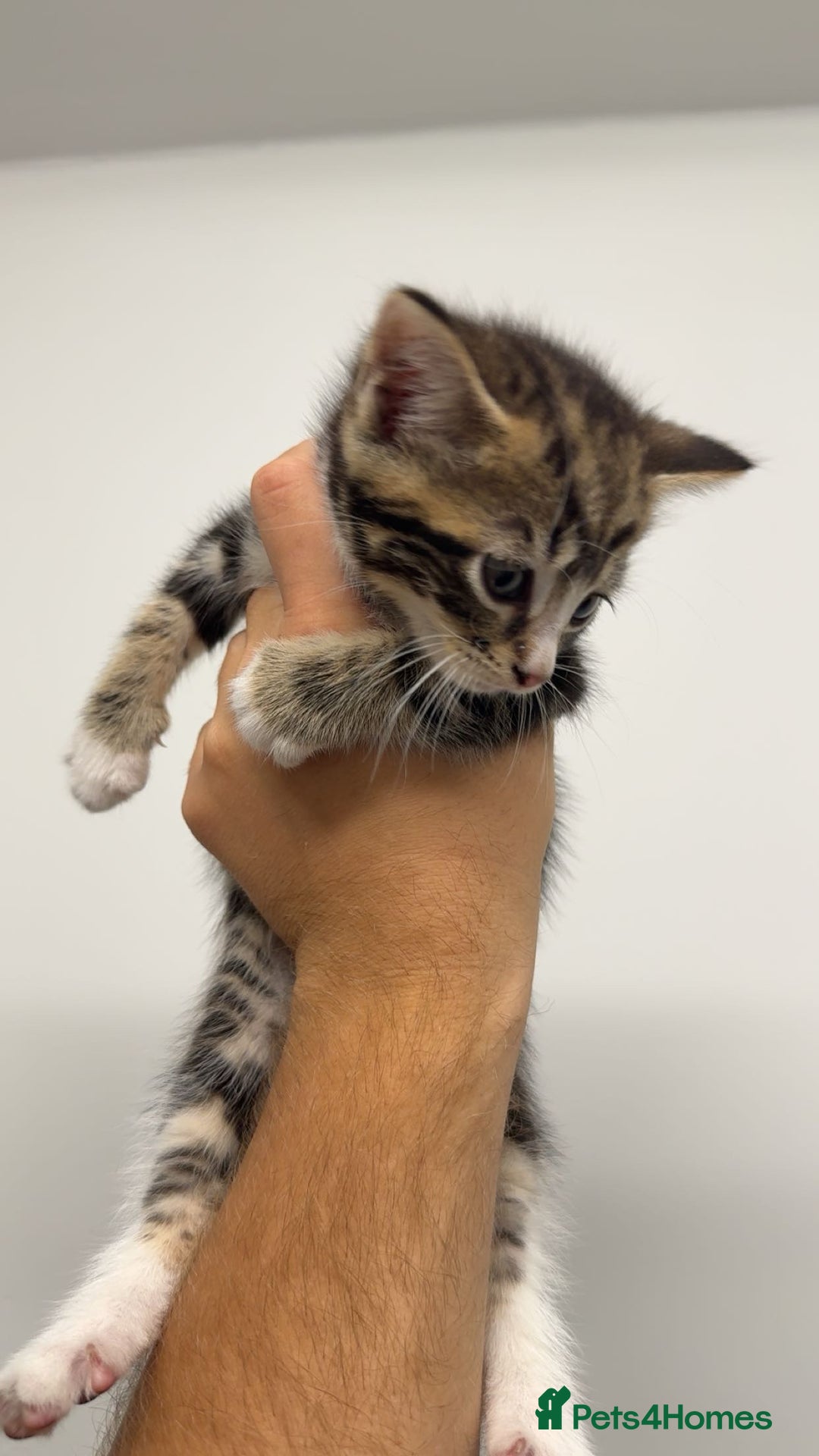 Mixed Breed cats for sale: healthy cute mixed kittens ready to find new homes - Image 2