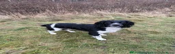English Springer Spaniel dogs for sale: KC Reg Litter - Liver & White x Black & White - Advert 16