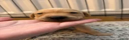 Labrador Retriever dogs for sale: Two amazing pups left from litter of 6 - Advert 17