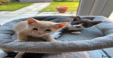 Siamese cats - Advert 9