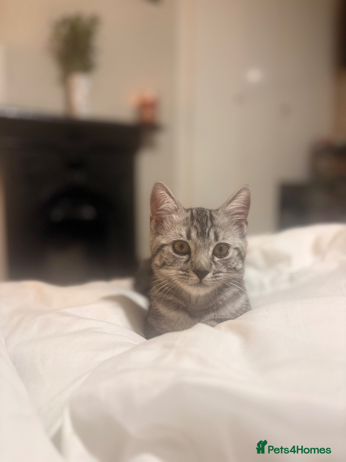 British Shorthair cats 2 boys remaining  - Advert 1