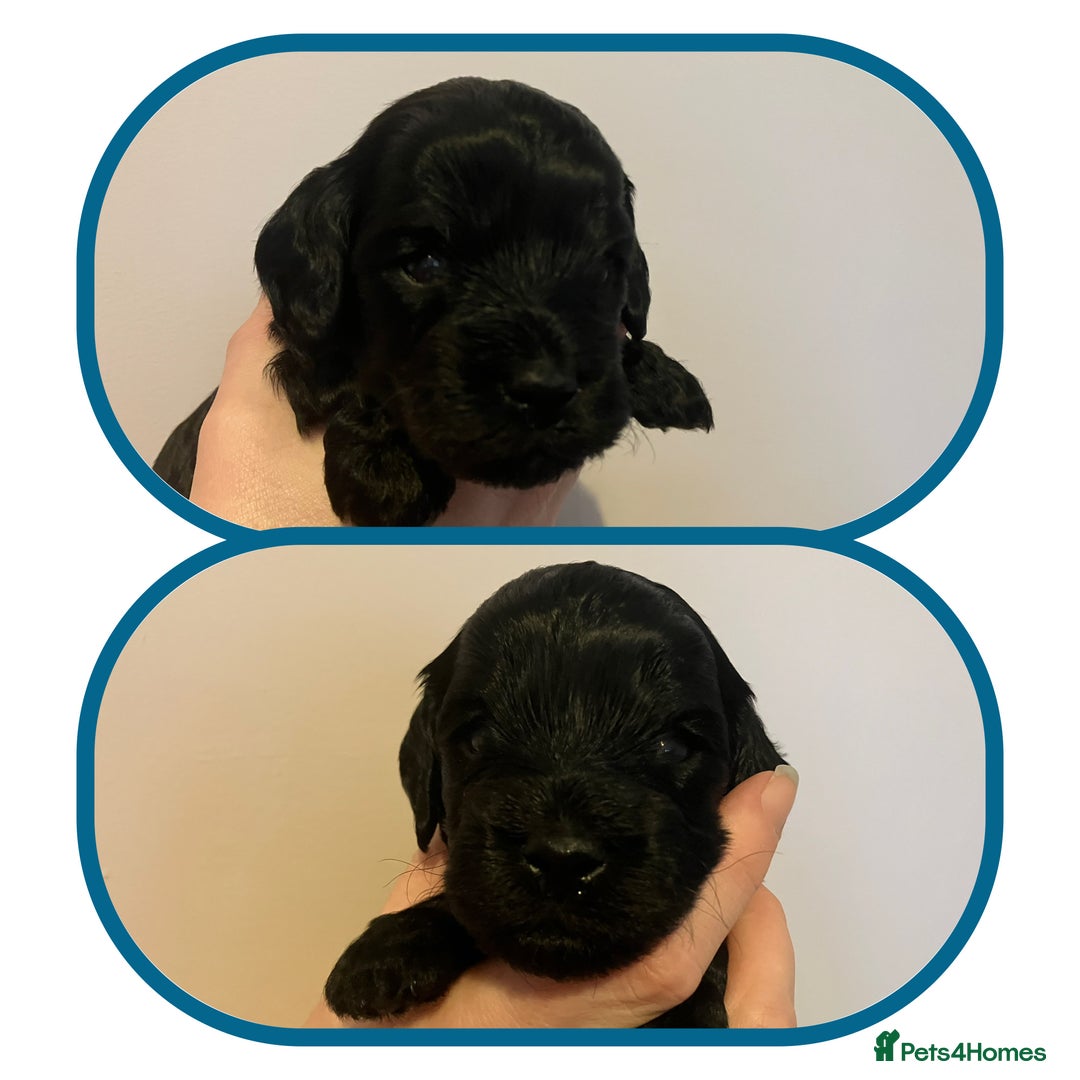 Cavapoo dogs for sale: Outstanding F1B Cavapoos - Health Tested Parents  - Advert 9