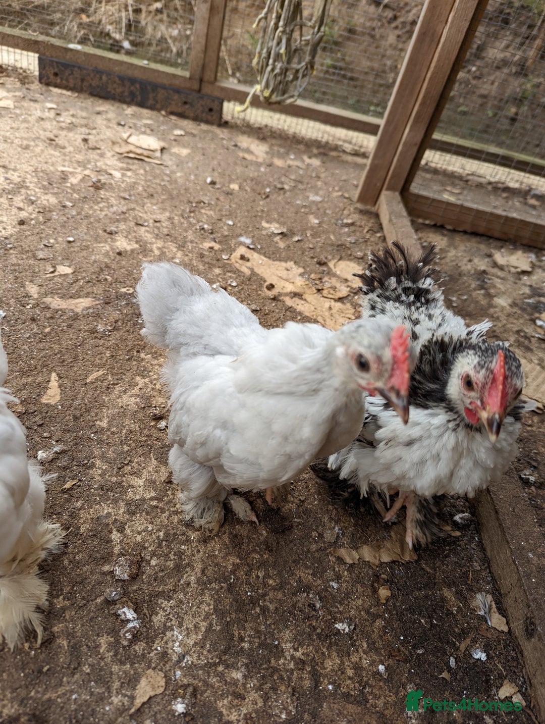 Chickens poultry for sale: FREE - Pure colour pekin bantam cockerels - Image 11