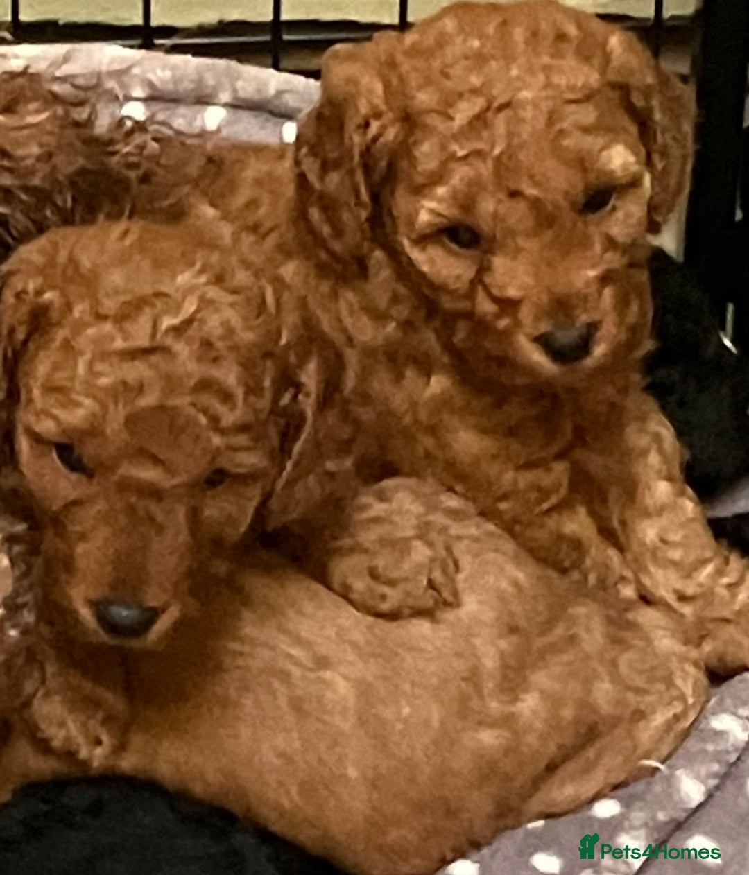 Cockapoo dogs for sale: COCKAPOO PUPPIES RED & BLACK in CAMBRIDGESHIRE  - Advert 1