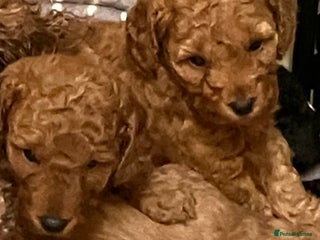 Cockapoo dogs COCKAPOO PUPPIES RED & BLACK coats - Advert 1