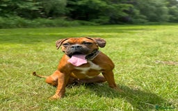 Boxer dogs for sale: Beautiful Boxer Puppies – Due Mid-November - Image 12