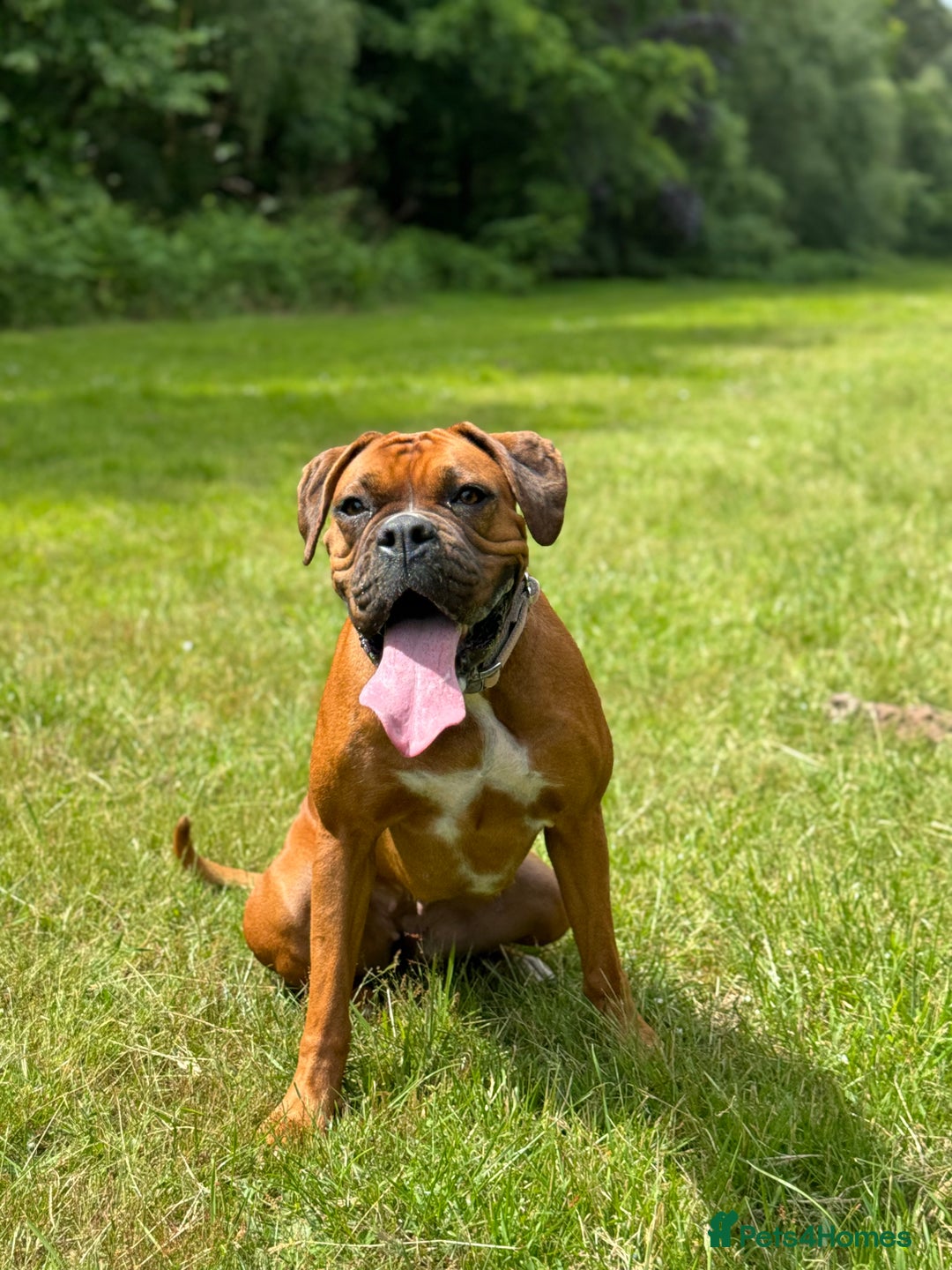 Boxer dogs for sale: Beautiful Boxer Puppies – Due Mid-November - Image 12
