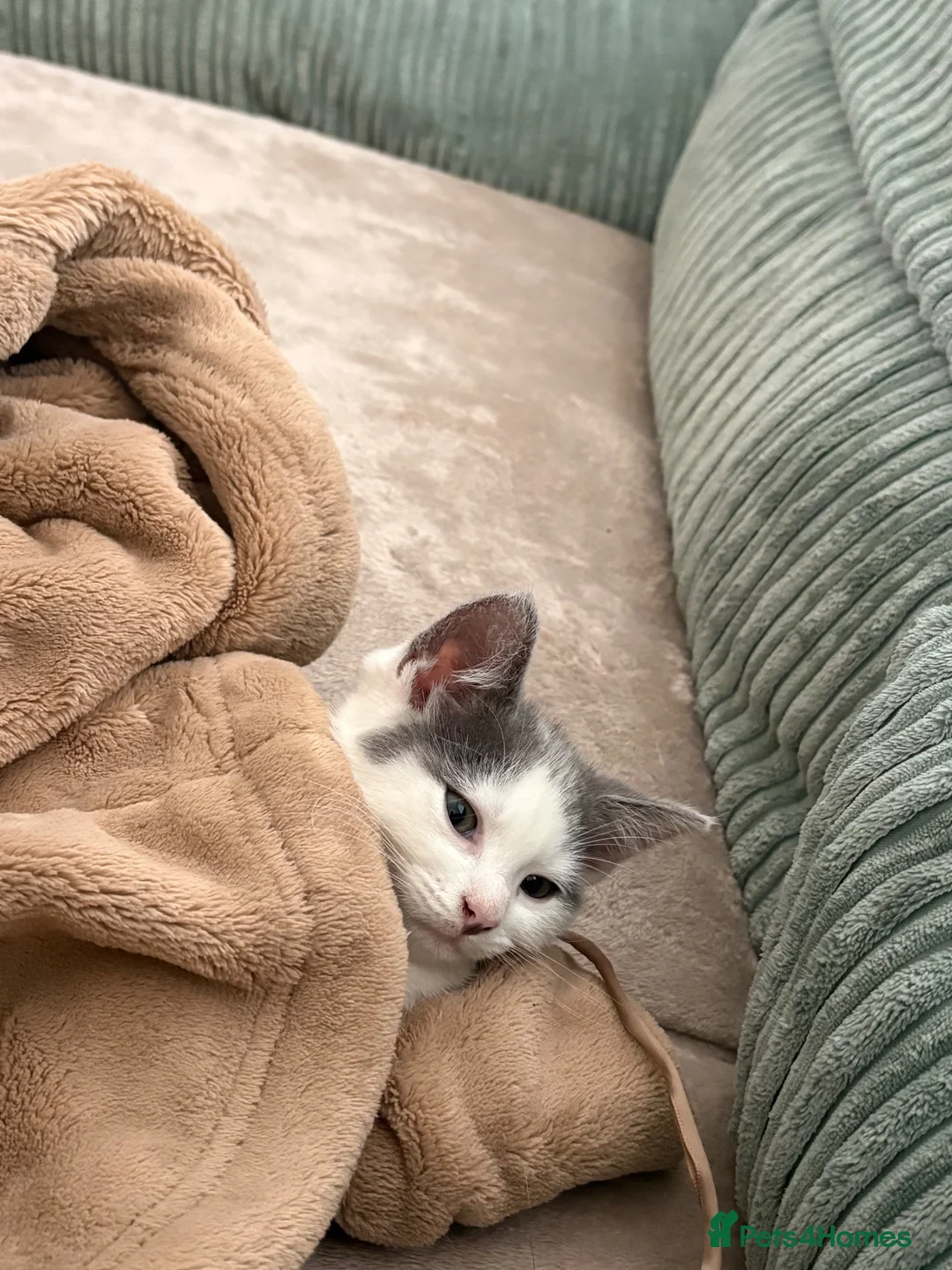 Mixed Breed cats for sale: Bell - Mixed Breed, Ragdoll  - Advert 1