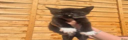 Mixed Breed cats for sale: Stunning bengal/maine coon mixed breed - Advert 6
