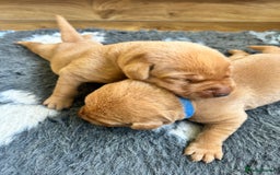 Labrador Retriever dogs for sale: KC Fox Red Labrador puppies - Image 9