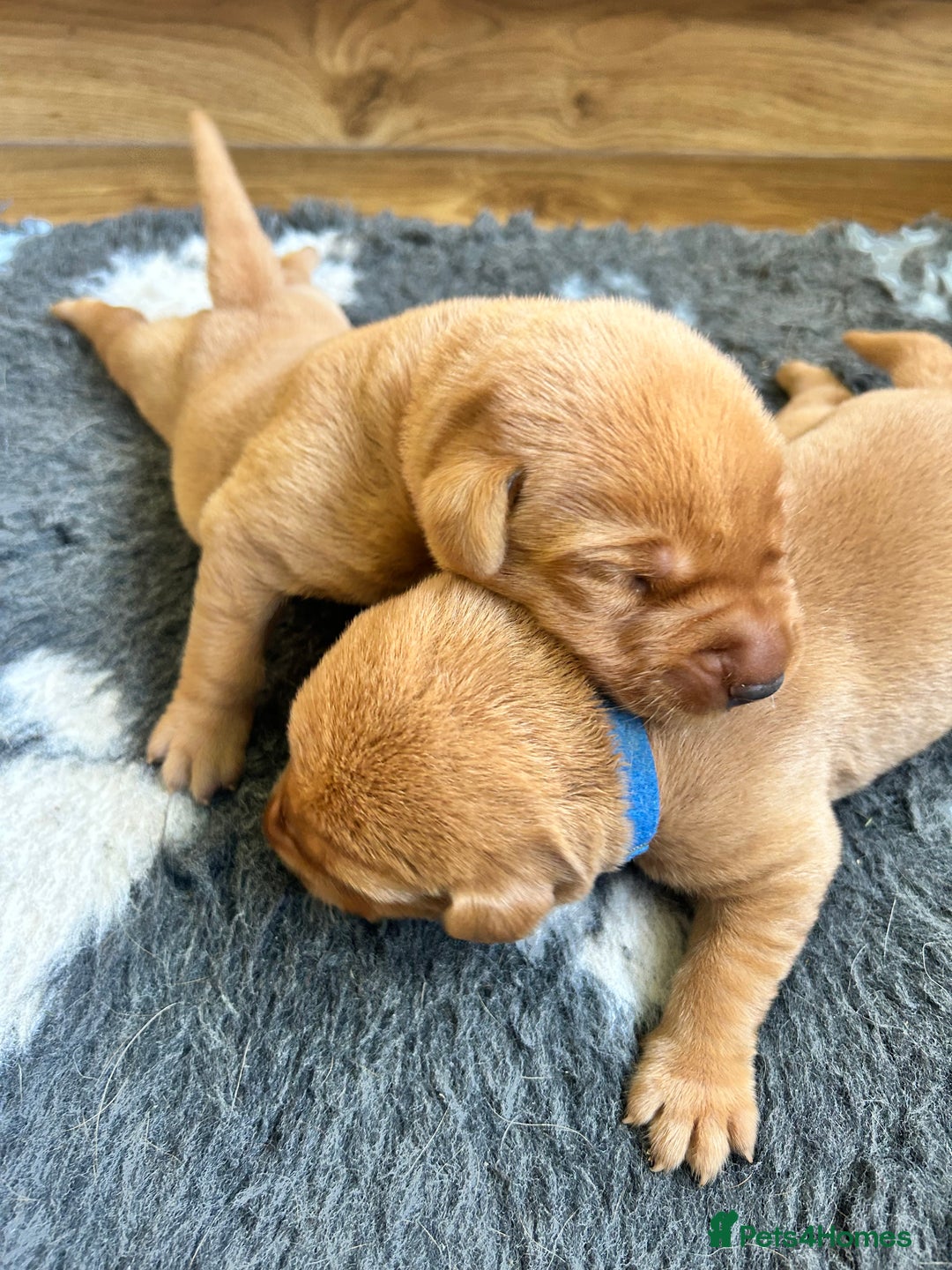 Labrador Retriever dogs for sale: KC Fox Red Labrador puppies - Image 9