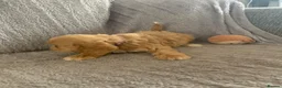 Cockapoo dogs for sale: Stunning cockapoos - Advert 28