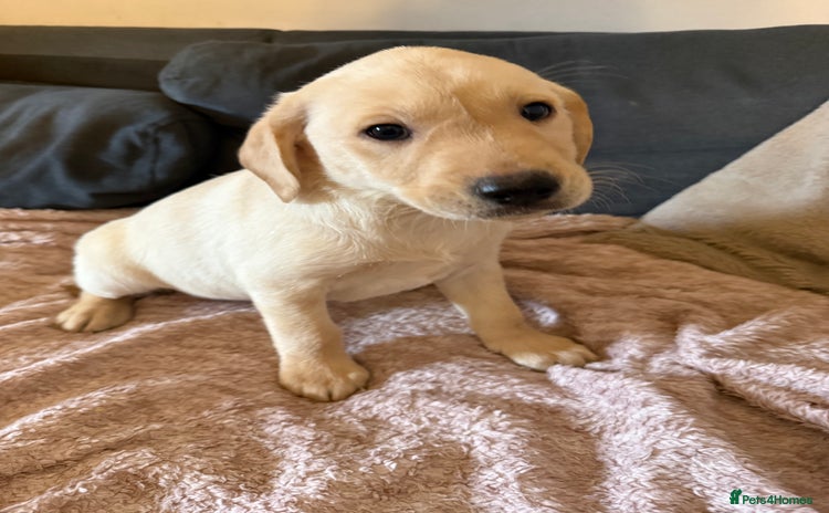 Labrador Retriever dogs Stunning fully health tested and vet checked - Advert 2