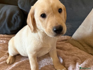 Labrador Retriever dogs Stunning fully health tested and vet checked - Advert 18