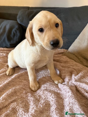 Labrador Retriever dogs Stunning fully health tested and vet checked - Advert 2