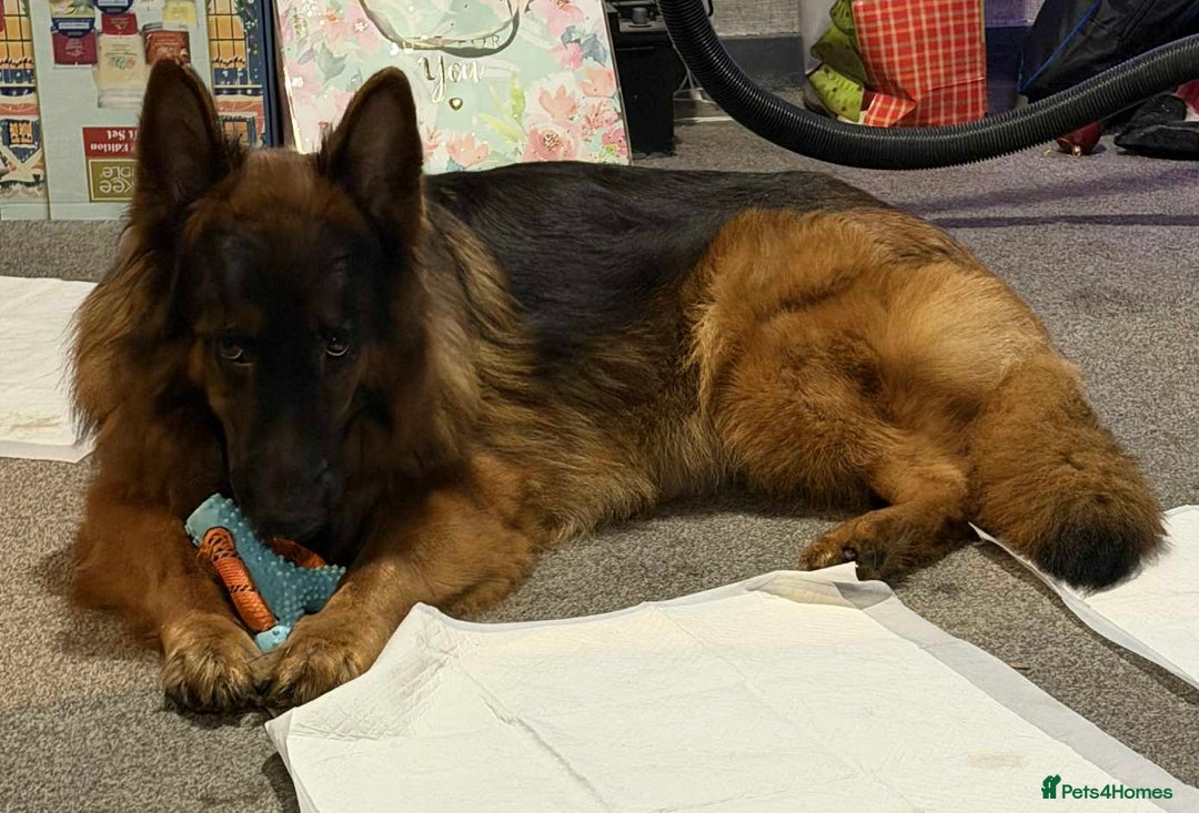 German Shepherd dogs for sale: German shepherd puppies  - Advert 7