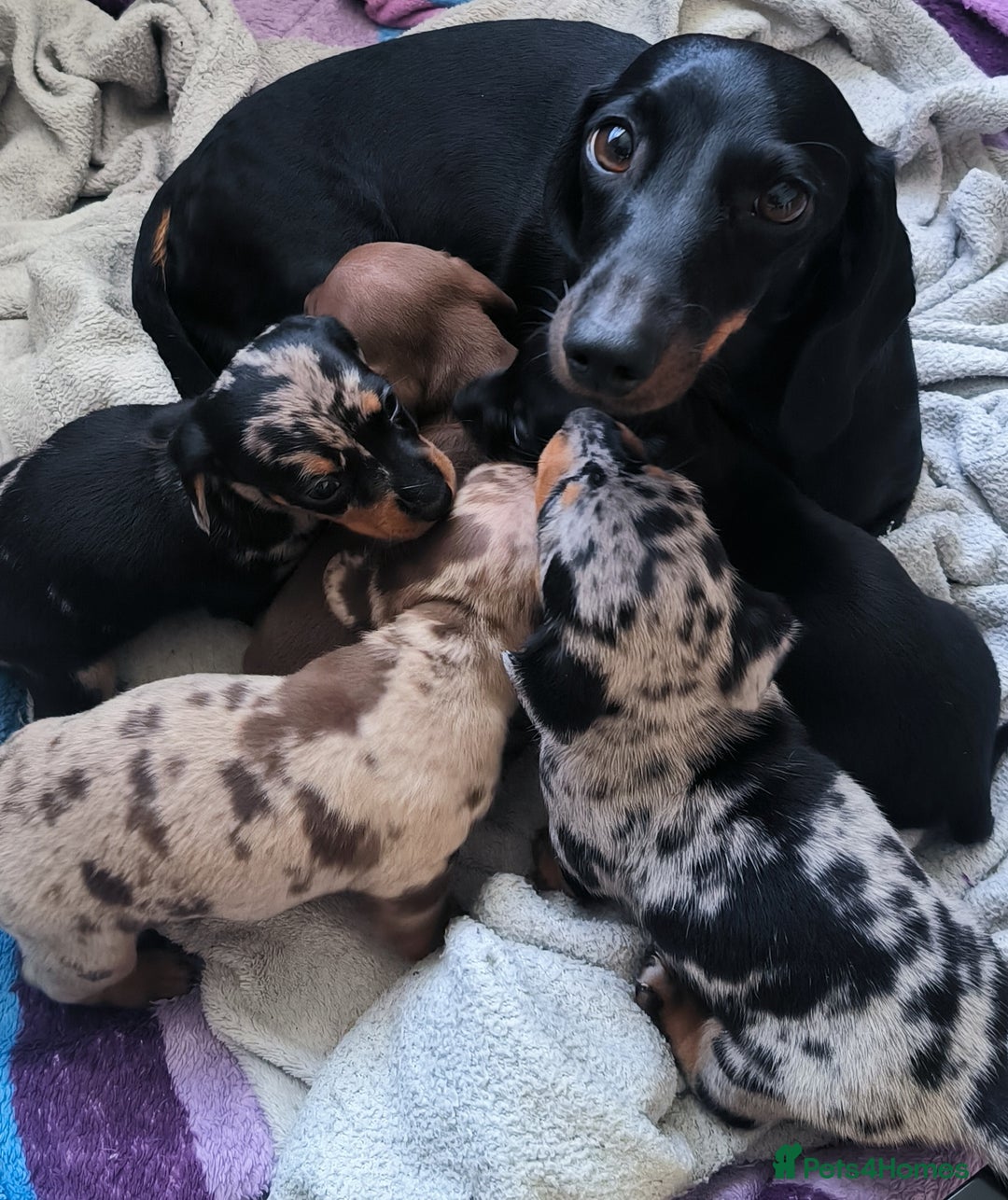 Dachshund dogs for sale: Miniature smooth hair dachshund  - Image 5