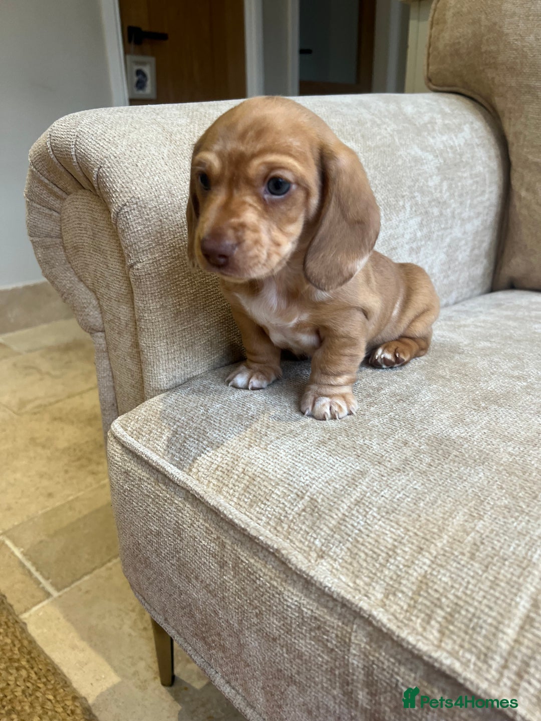 Dachshund dogs for sale: READY NOW OUTSTANDING PUPPIES  - Advert 3