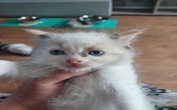 Ragdoll cats for sale: 8 gorgeous ragdoll kitten - Image 16