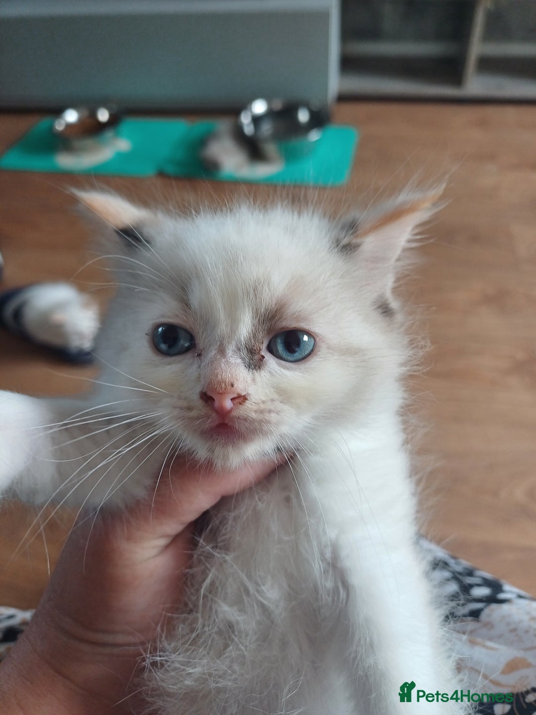 Ragdoll cats for sale: 8 gorgeous ragdoll kitten - Image 16