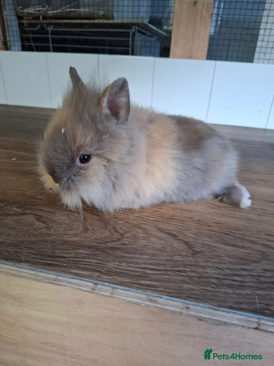 Lionhead rabbits for sale: DOUBLE MANED - Advert 2