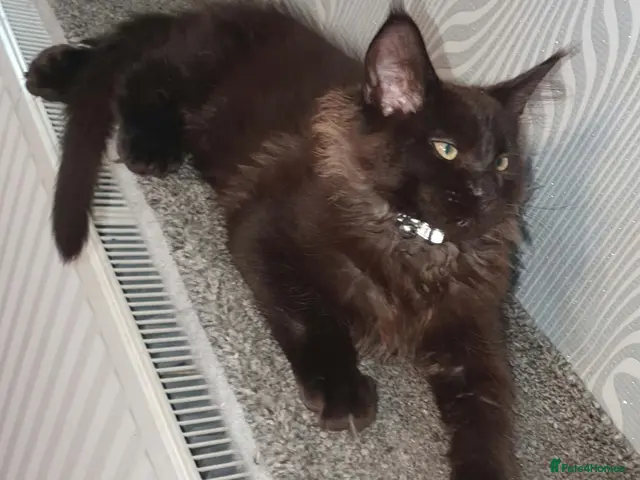 Maine Coon cats for sale: Tica registered DNA tested parents poly Maine Coon - Advert 4