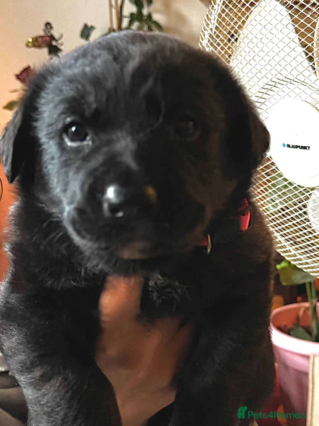 Sheprador dogs for sale: 2 shepador puppies ready end of August in Kirkliston - Advert 2
