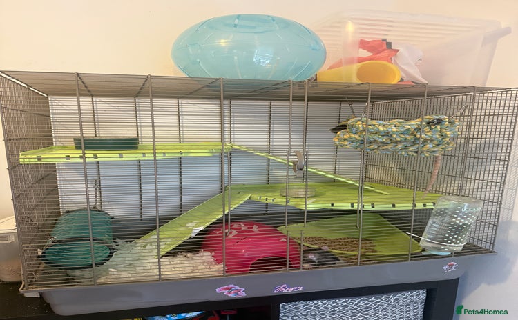 Rat rodents - Advert 1