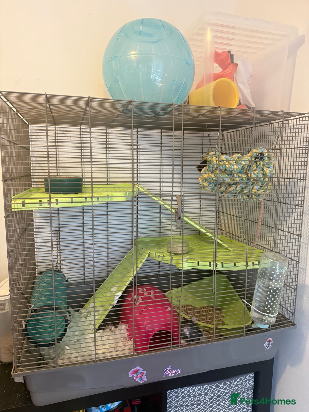 Rat rodents for sale: 2 male rats and set up  - Image 1