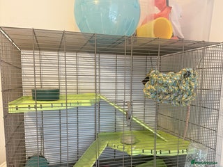 Rat rodents - Advert 6