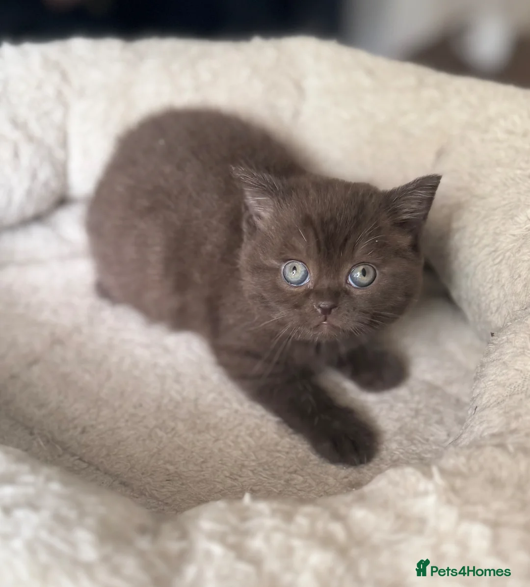 British Shorthair cats for sale: 🤎chocolate girl , last from litter GCCF - Advert 1
