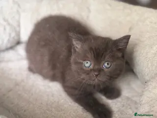 British Shorthair cats 🤎chocolate girl , last from litter GCCF - Advert 1