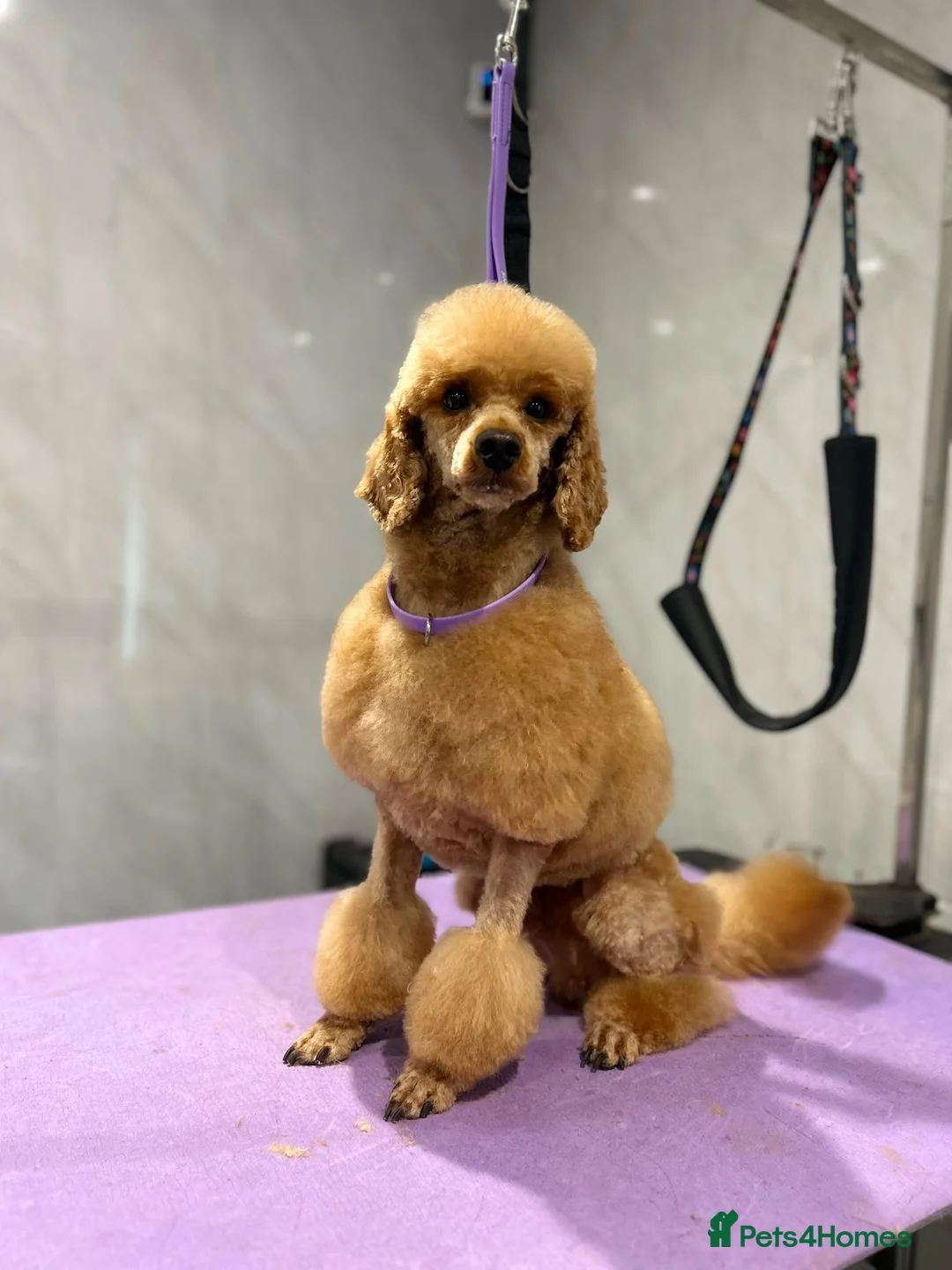 Toy Poodle dogs for stud: Gorgeous Red Toy Poodle KG REG & Health tested  - Advert 1