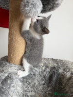 Russian Blue cats Russian Blue x BSH breed Kittens, Ready Today! - Advert 2