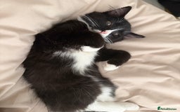 Mixed Breed cats for sale: Our Beautiful Dice - Image 5