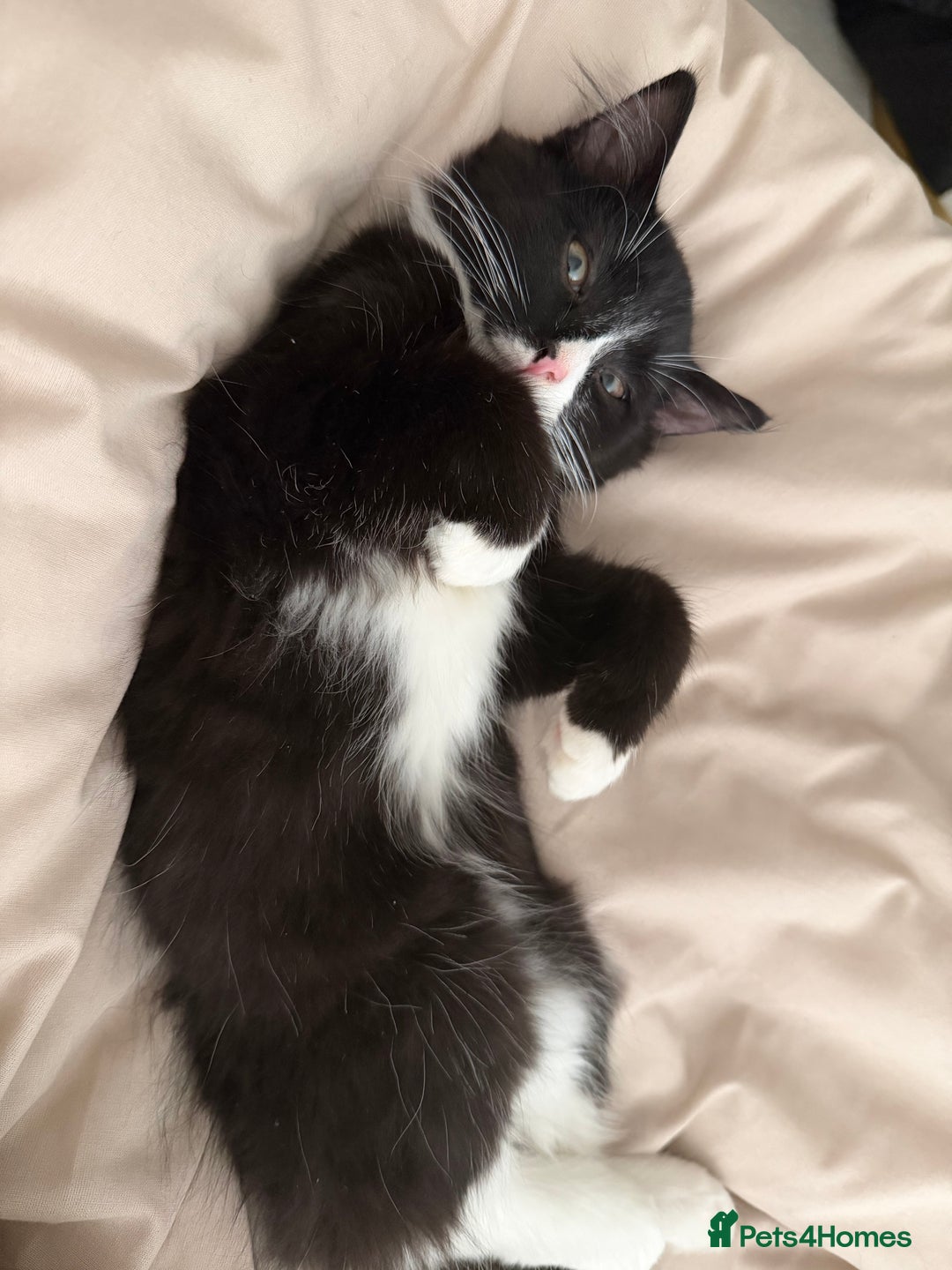 Mixed Breed cats for sale: Our Beautiful Dice - Image 5