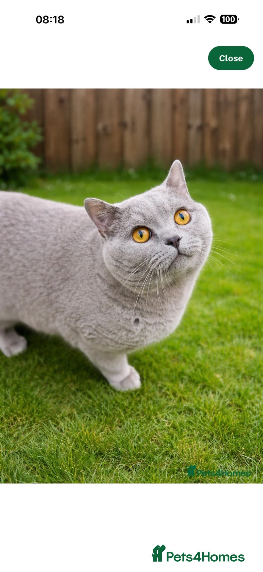 British Shorthair cats Pedigree TICA  BSH blue & lilic kittens  - Advert 2