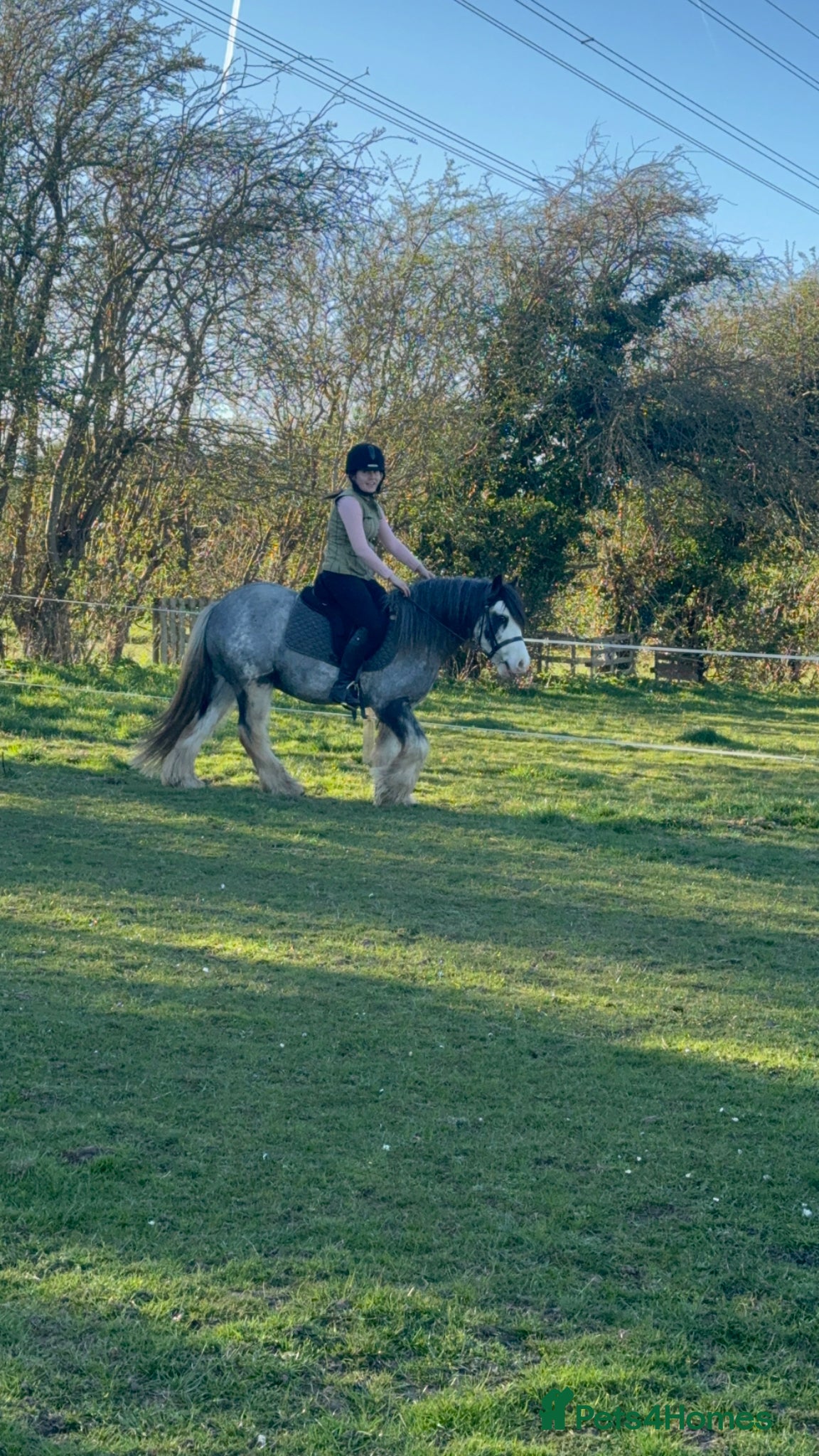 Irish Cob horses for sale: Norman  - Advert 15