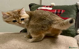 British Shorthair cats for sale: Ready This Weekend Golden Female Kitten  - Advert 9